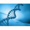 DNA: in fase di studio un nuovo elemento del nostro patrimonio genetico